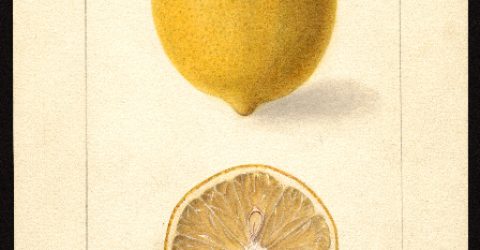 Watercolor of a cut lemon painted such that one can smell its citrusy acid and rind.