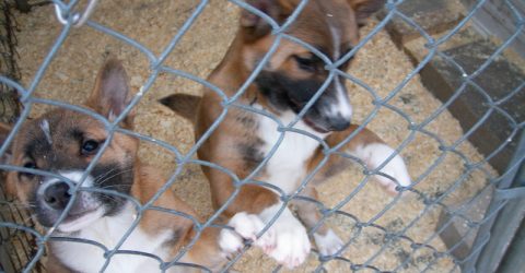 Two brown and white puppies inside a chain link enclosure.