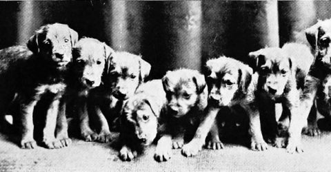At the Gate_airedale pups
