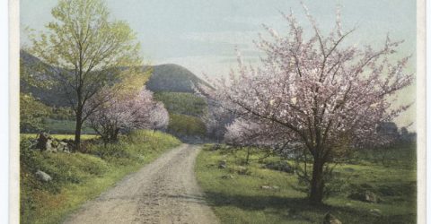 A postcard depicts an apple tree in blossom beside a dirt road, green hills and fields beyond.