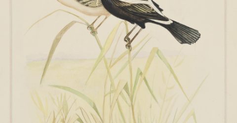 Male and female Bobolink birds sit perched on reeds.